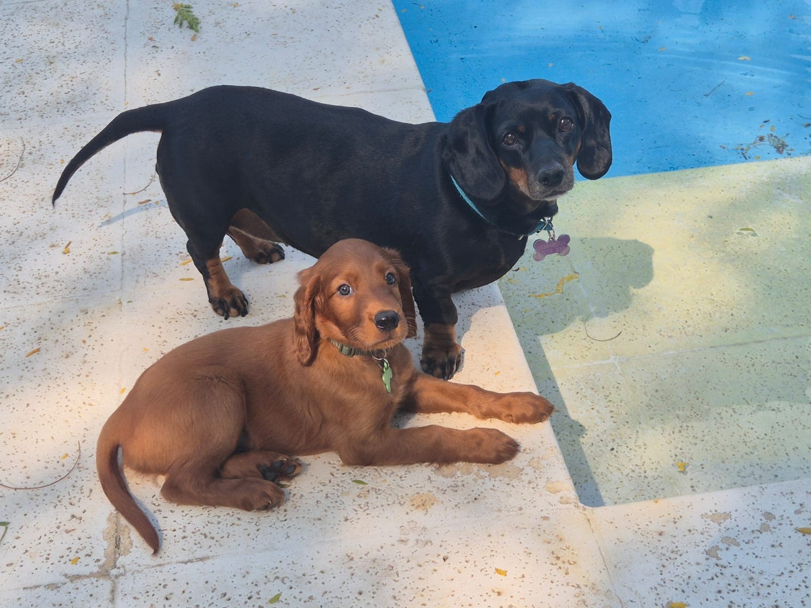 Perros